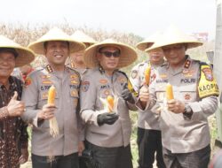 Panen Raya Jagung Hibrida di Sidoarjo, Kapolda Jatim: Panen Jagung Bagian dari Komitmen Jaga Stabilitas Pangan